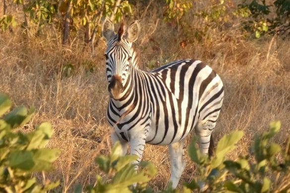 Carnet de voyage : le parc Kruger