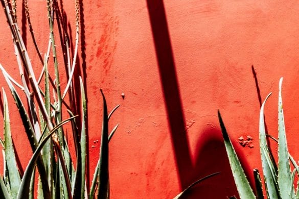 Madère, les trèsors de l’île aux fleurs