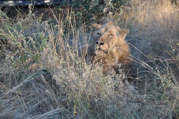 L’Afrique du Sud en famille avec African Trackers – Big Five