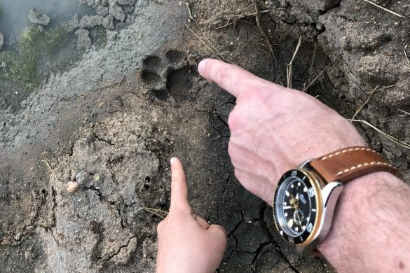 L’Afrique du Sud en famille avec African Trackers – Les Safaris