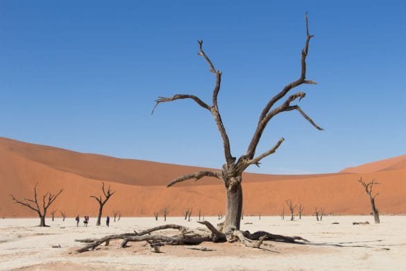 La Namibie avec African Trackers – J5