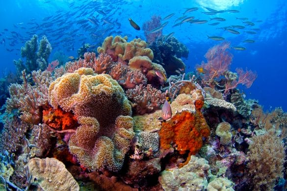 Awateha au Salon de la plongée 2020