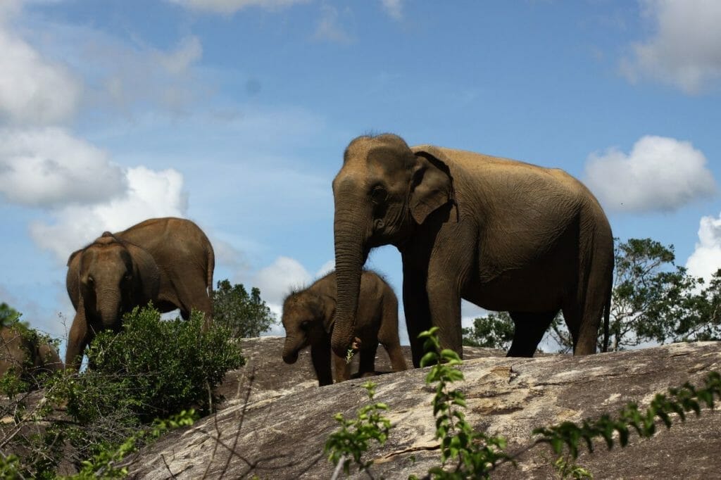 L'éléphant fait partie de la culture du Sri Lanka et y est protégé. 