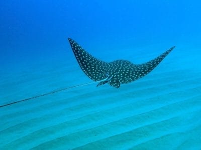 Los Cabos : Plongée dans 