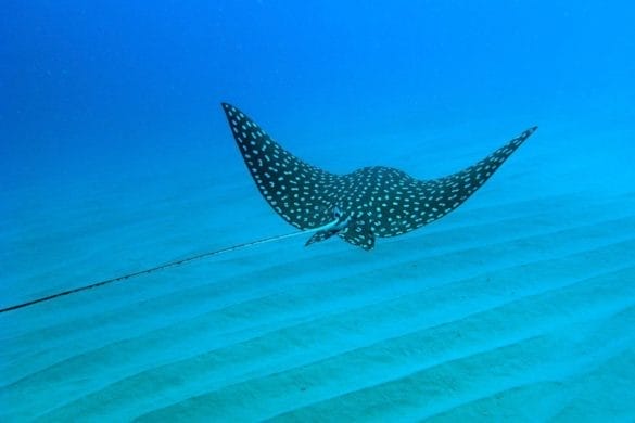 Los Cabos : Plongée dans « l’Aquarium du Monde »