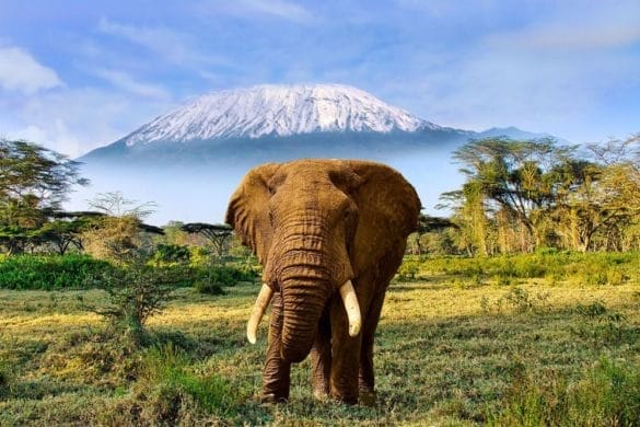 Tanzanothérapie : un récit de voyage intime et initiatique signé Chantal Henry